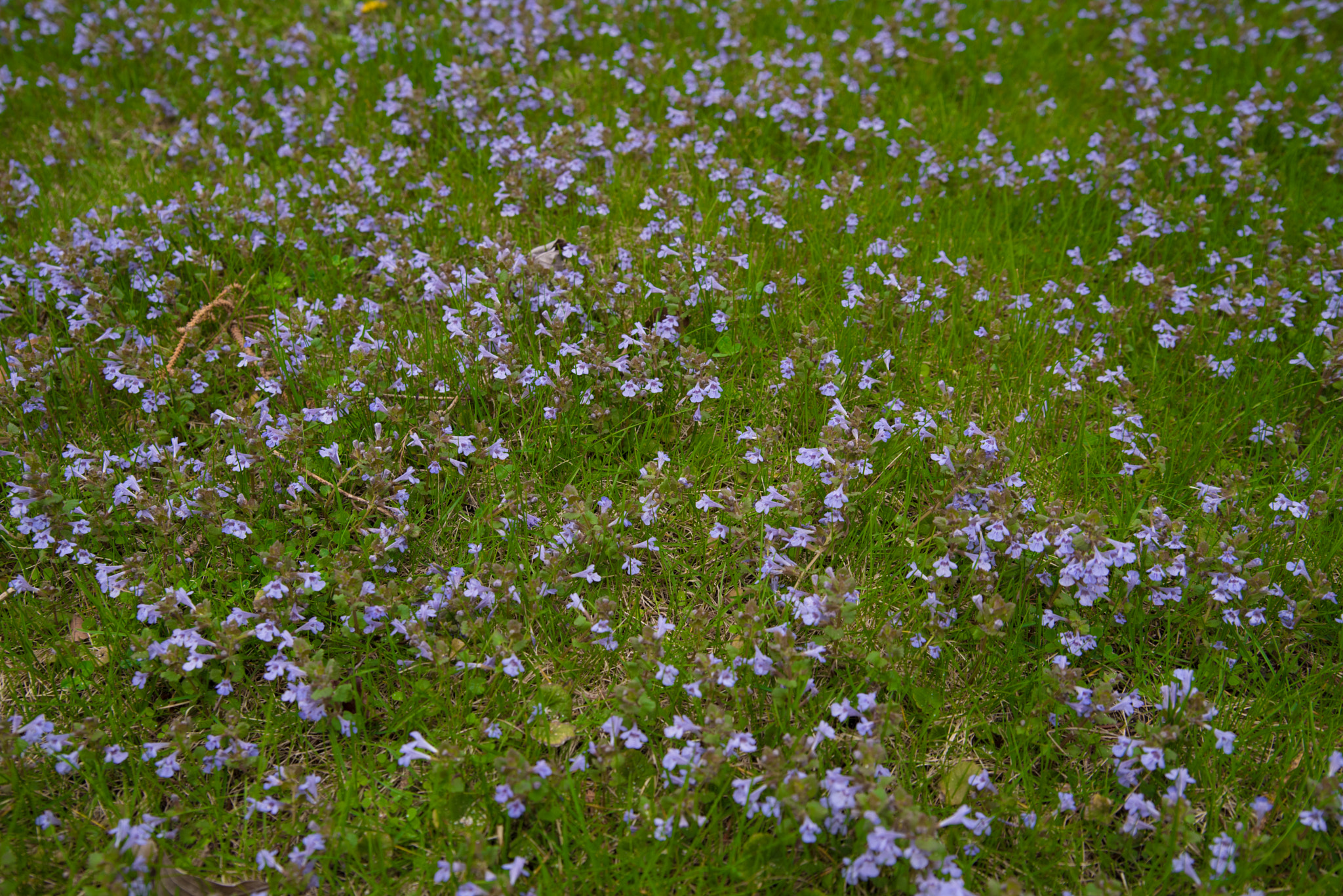 Flowers on a grass