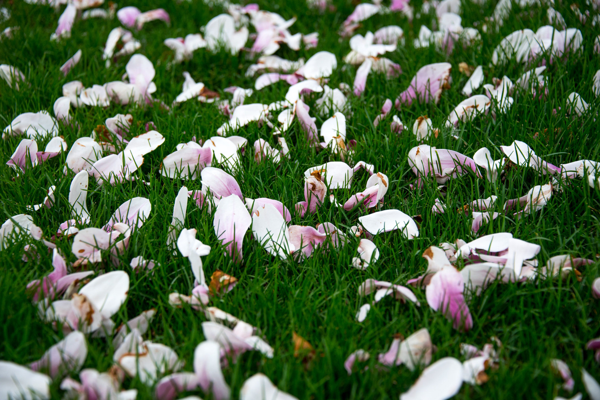 Flowers on a grass