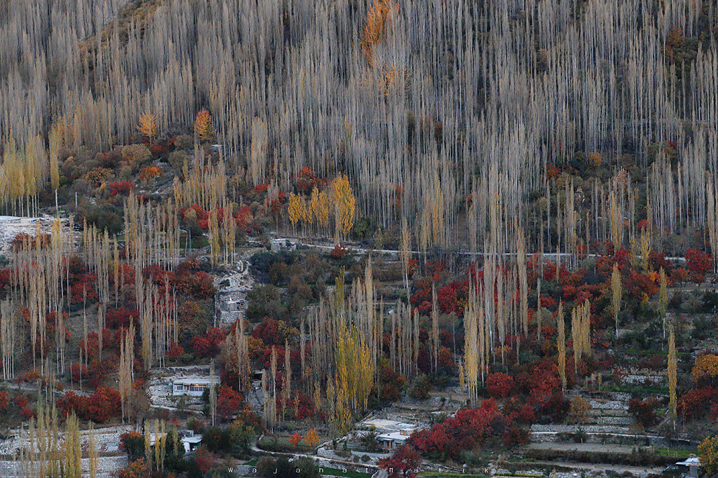 Autumn de Hunza, автор — Wajahat Malik на 500px.com