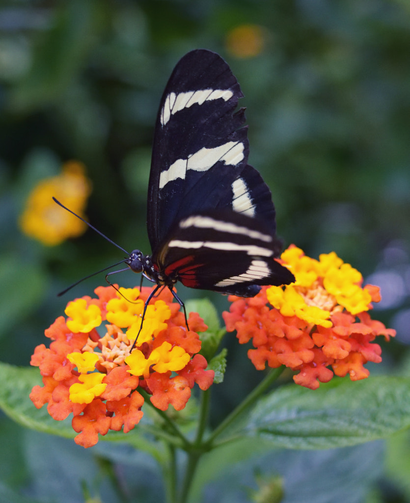 The butterfly landed by Meriuţă Cornel on 500px.com