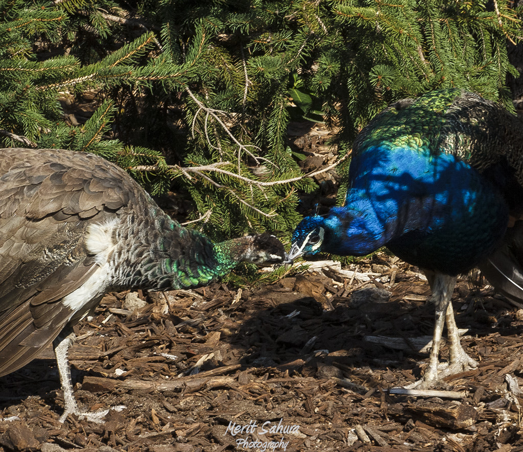 El Amor verdadero, eso que pocos experimentan...