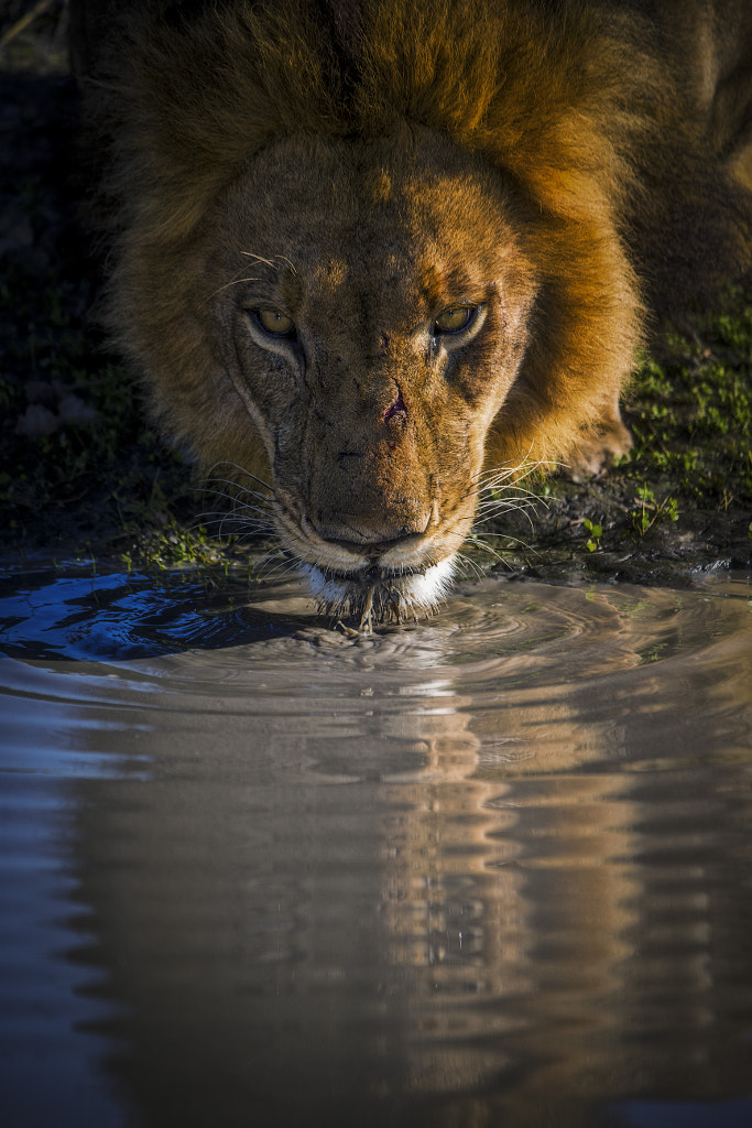 Quick Drink by Chris Fischer on 500px