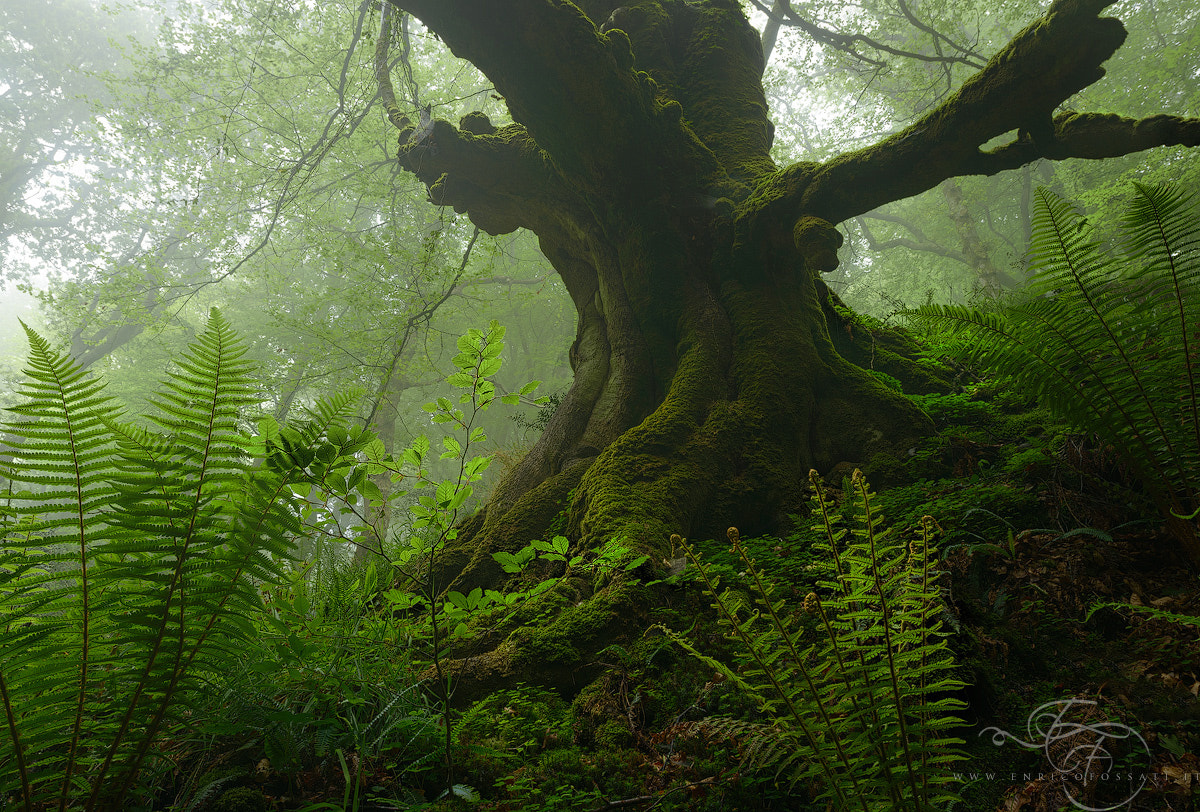 ancestral-roots-by-enrico-fossati-500px