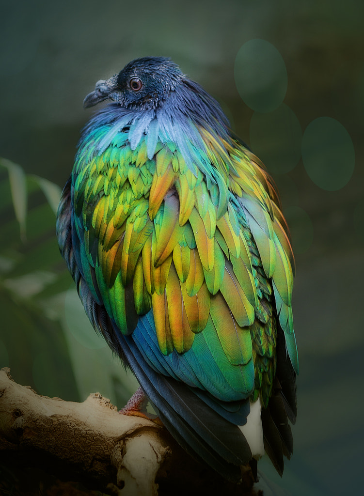 Nicobar by Wim Bolsens on 500px.com
