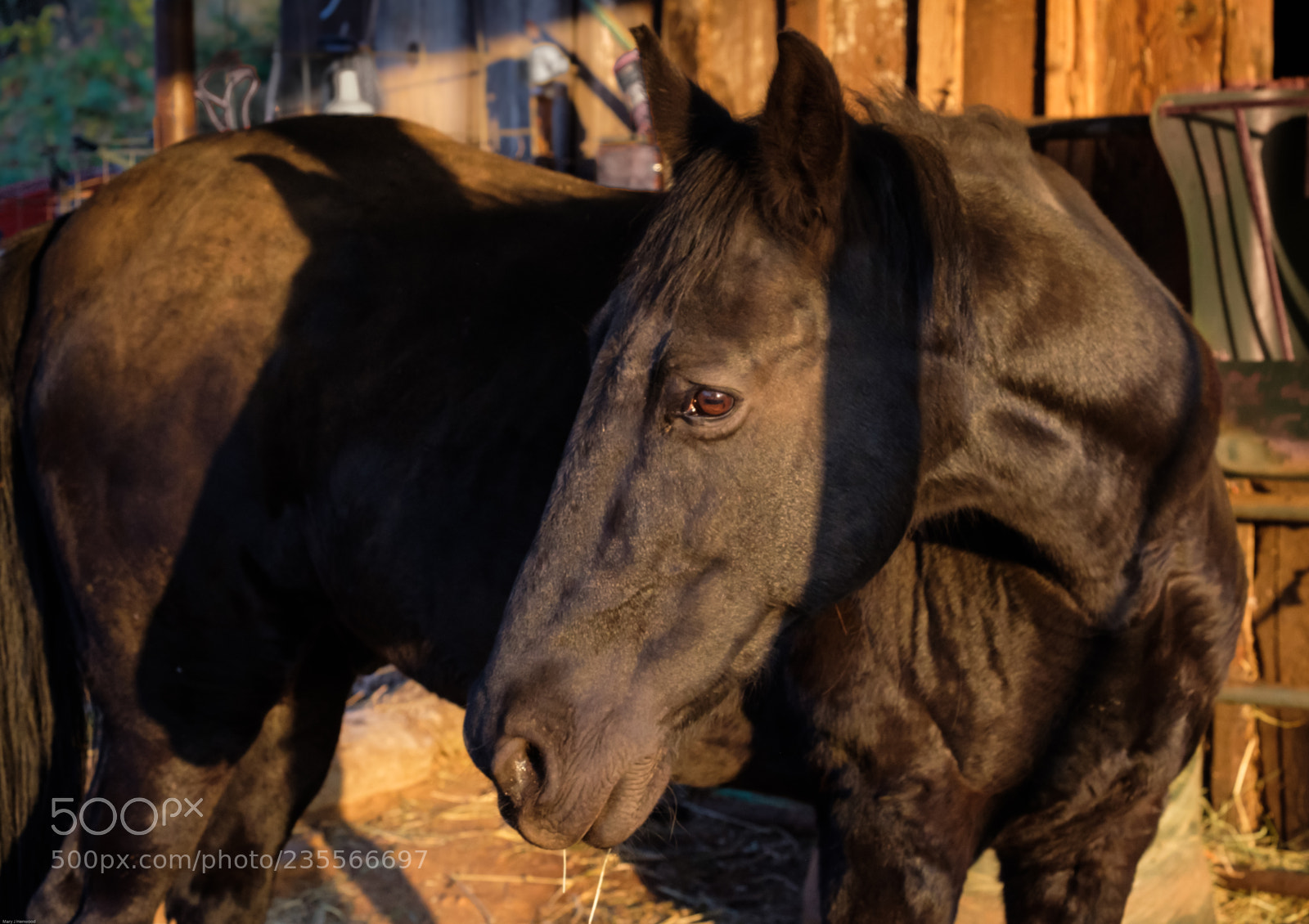 Fujifilm X-T2 sample photo. Trapped photography