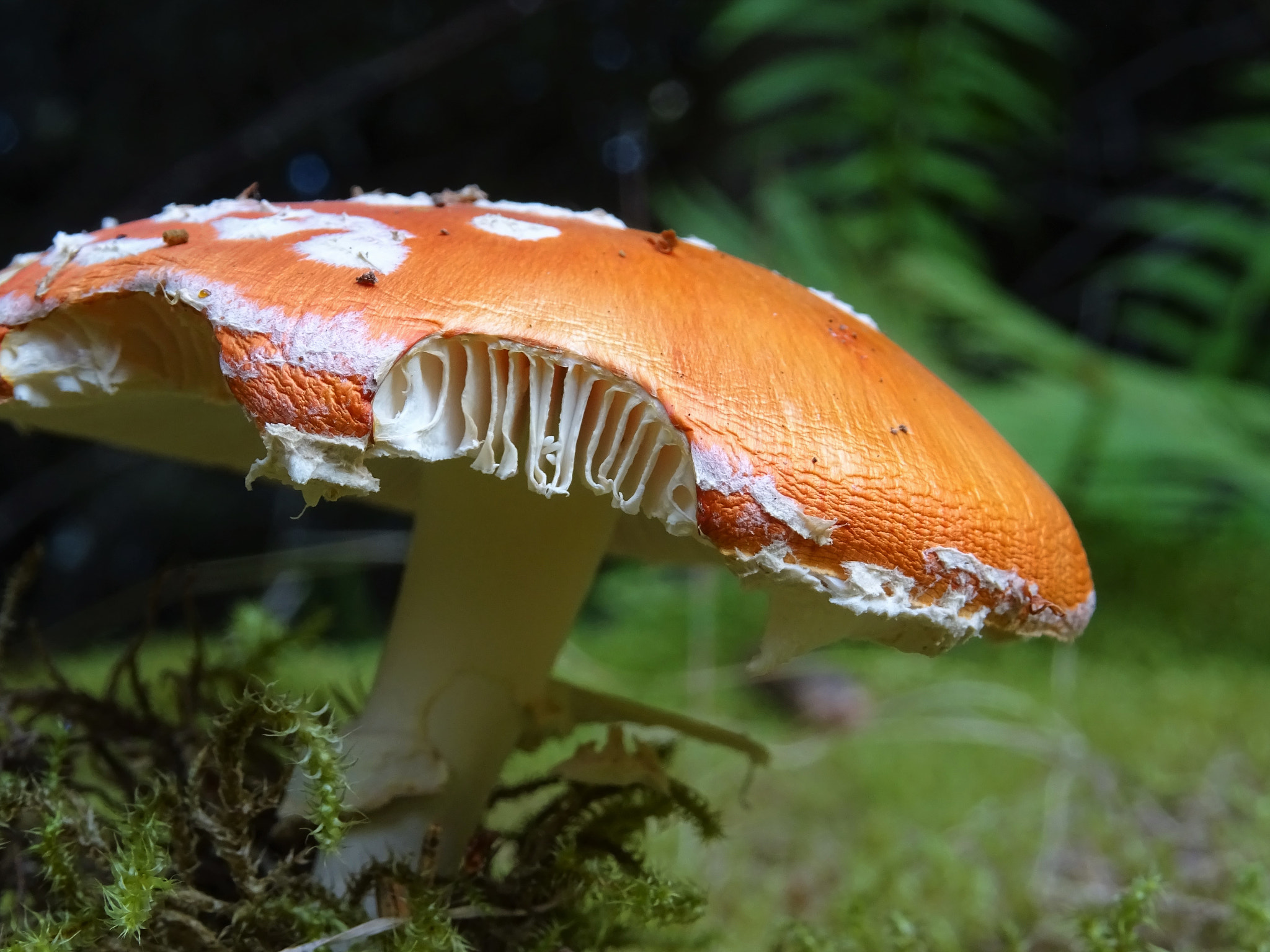 pretty poisonous mushroom