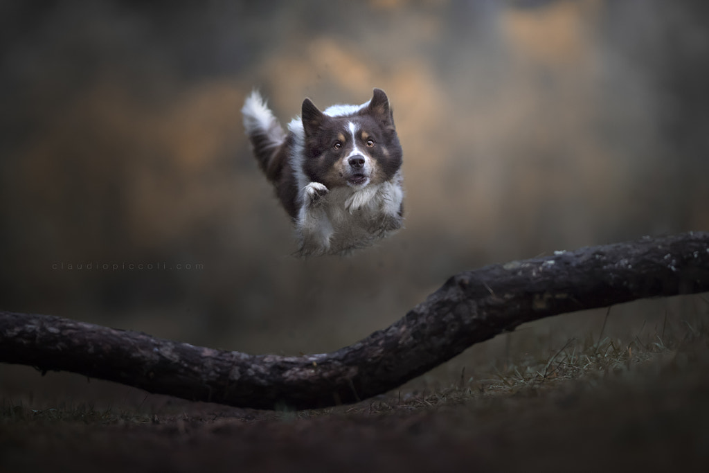 A real flying dog in the darkness...Arun by Claudio Piccoli on 500px.com