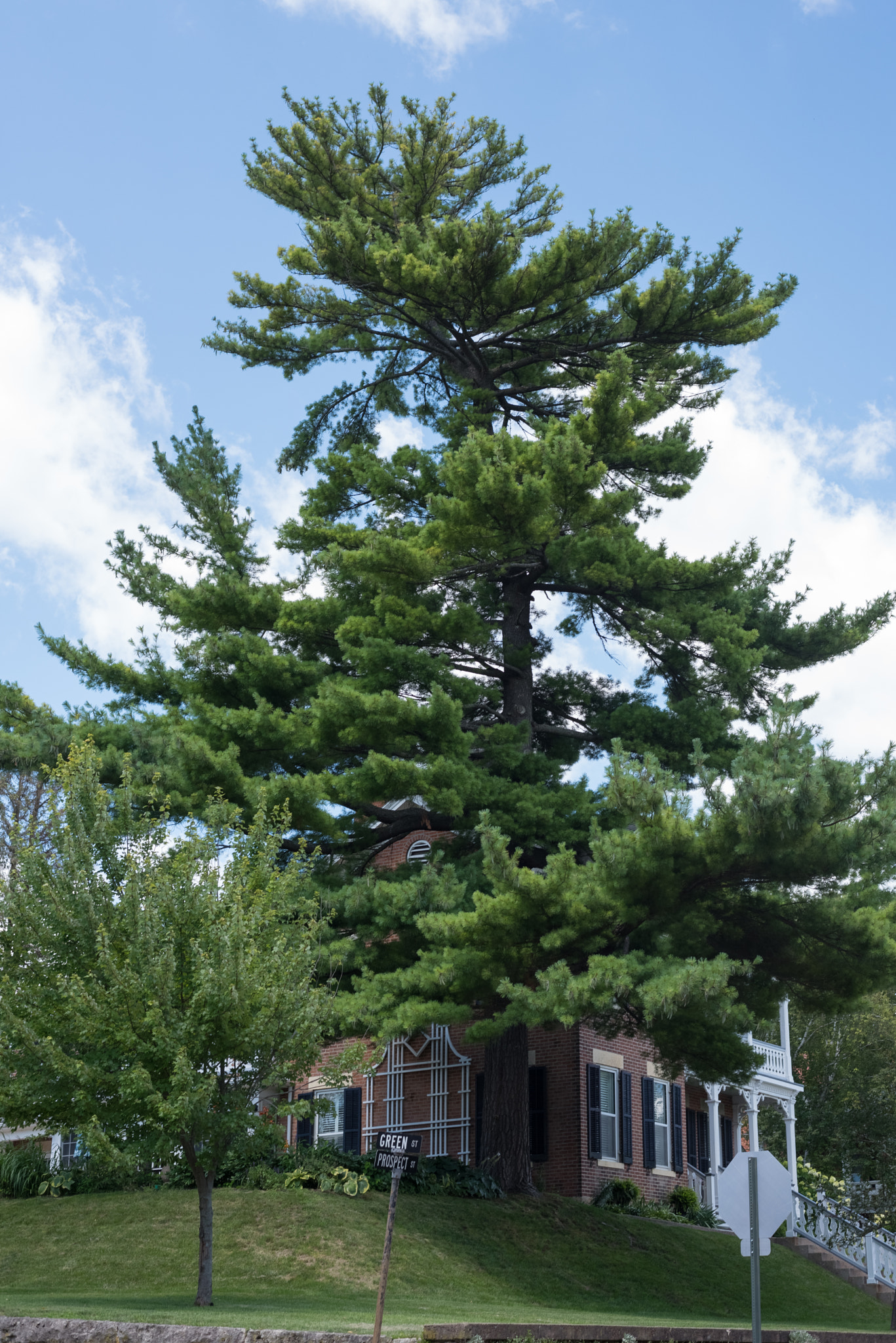 Big green tree next to a house