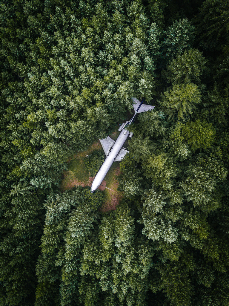 Alone in the forest ? by Alex McKenzie on 500px.com