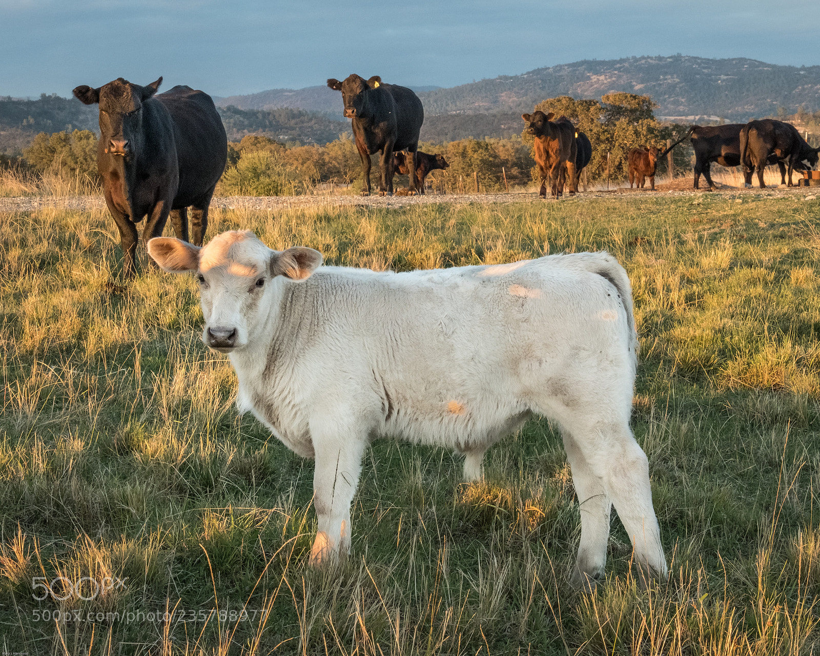 Fujifilm X-T2 sample photo. White calf photography