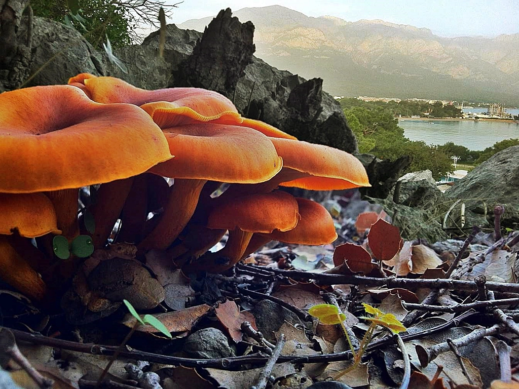 Mushroom , Omphalotus Olearius de Onder SAHAN sur 500px.com