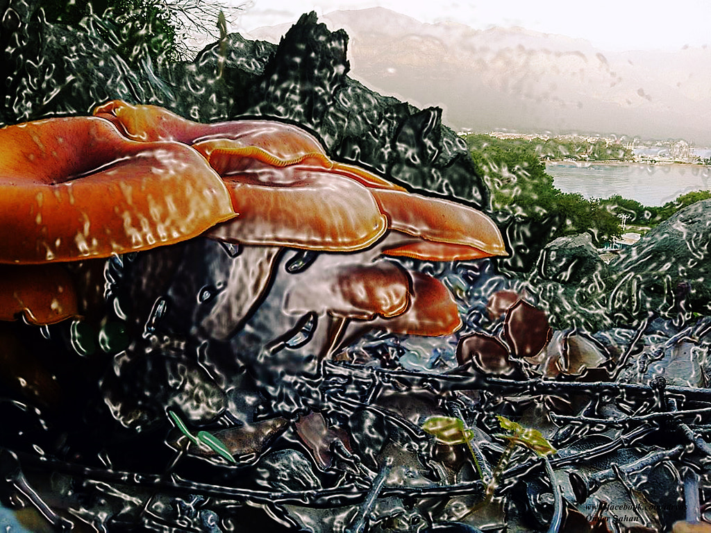 Mushroom , Champignon , Mantar , Pilz , grzyb , грибной ,seta , fungo , 
