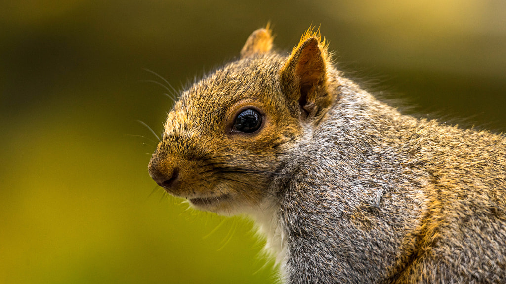 Alert by Anna Dai on 500px.com