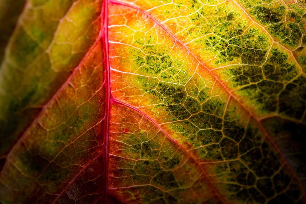 fallen colors of autumn by Lord Ogeday Çelik on 500px.com