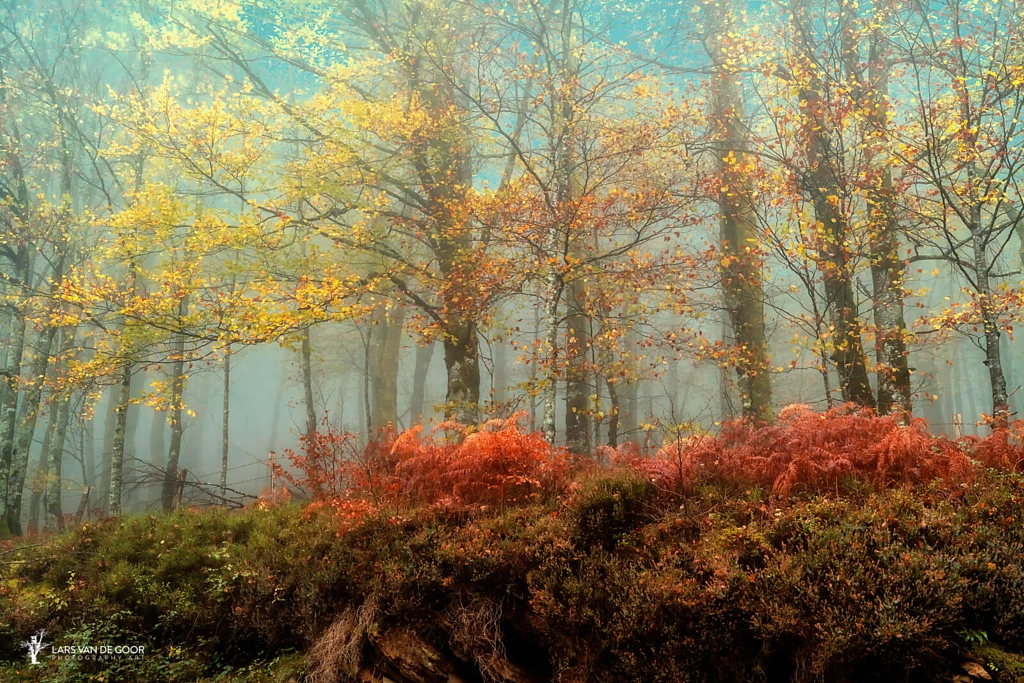 Beeches in the Mist by Lars van de Goor on 500px.com