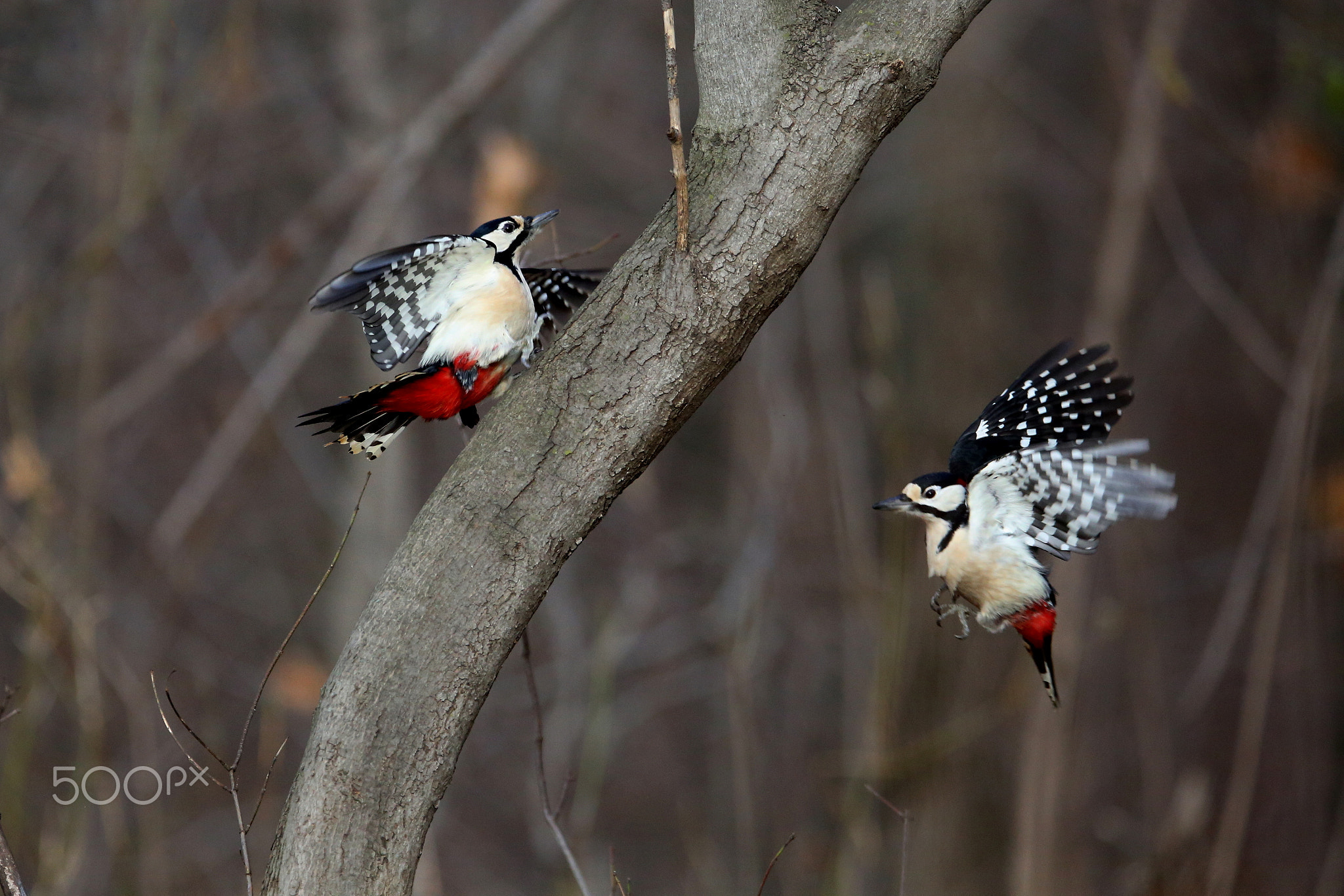 A duel between woodpeckers.