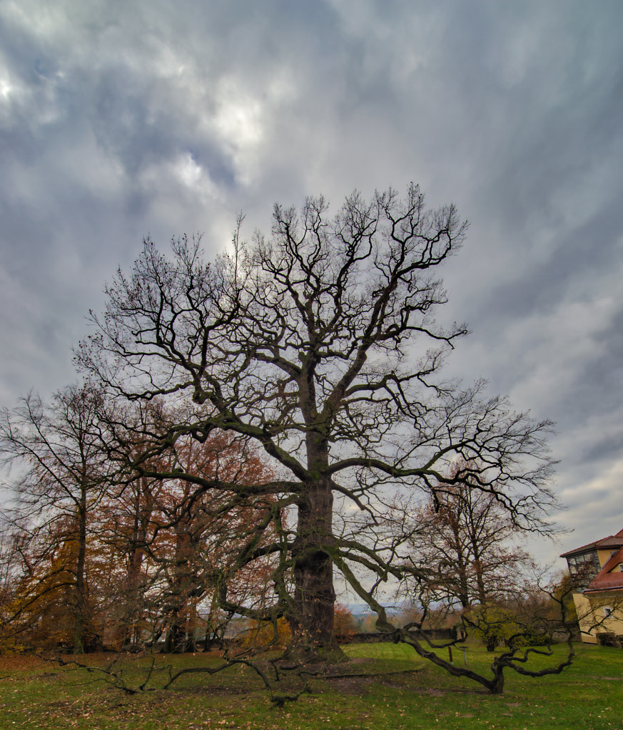 eiche von dirk derbaum auf 500px.com