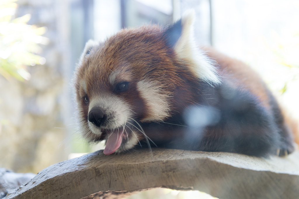 Red Panda by Kou Gondaira on 500px.com