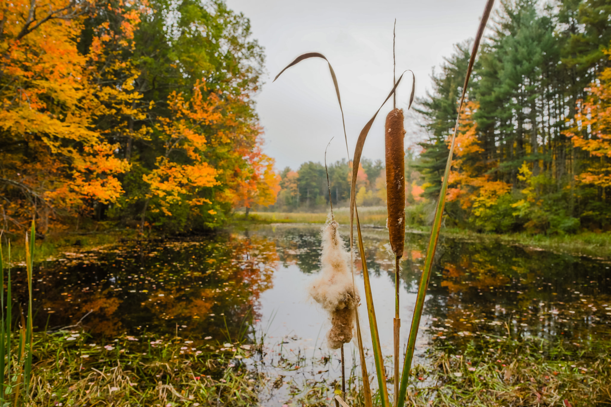 NH-HAMPTON FALLS-cat-o'-nine-tails