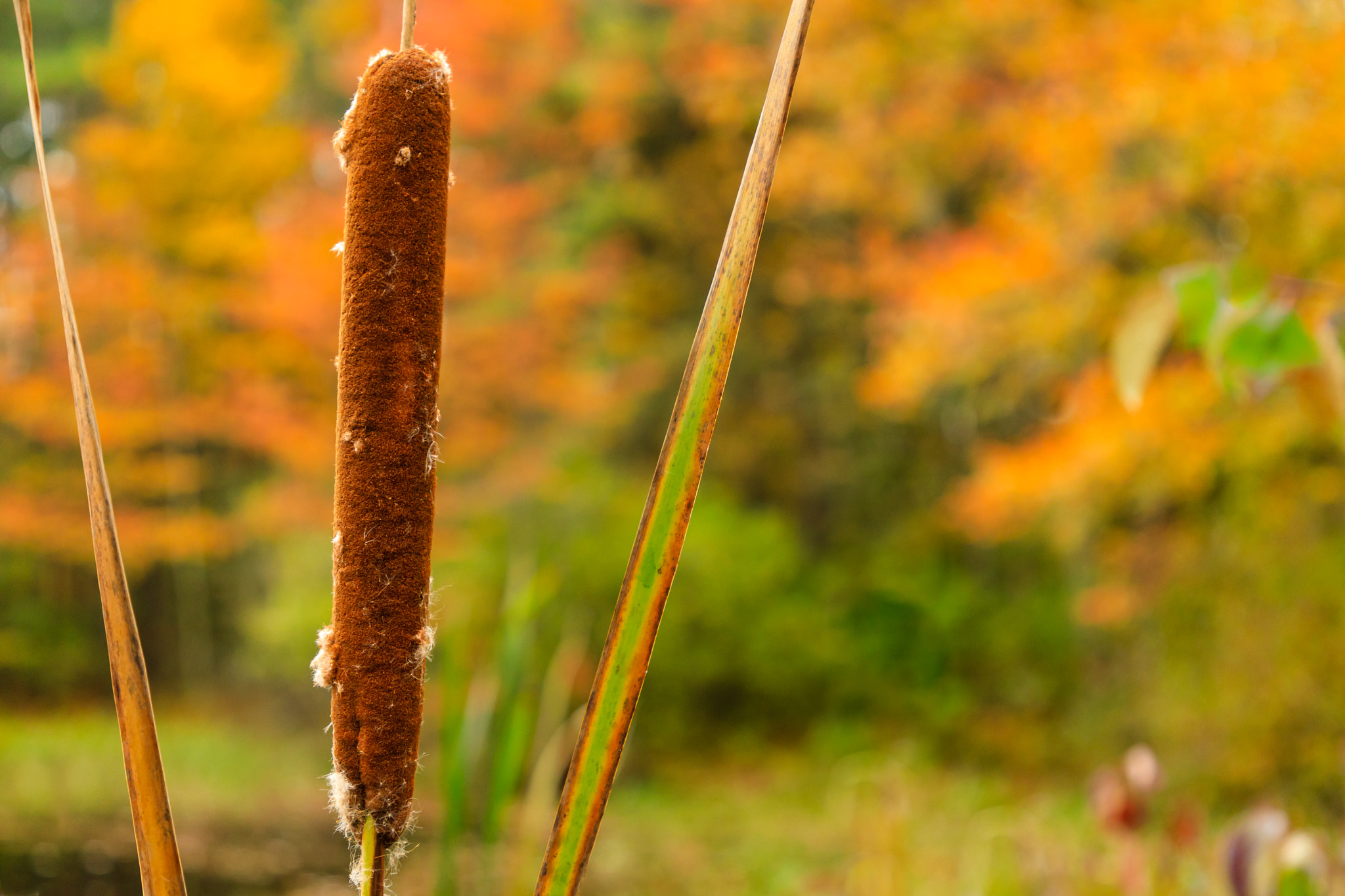 NH-HAMPTON FALLS-cat-o'-nine-tails