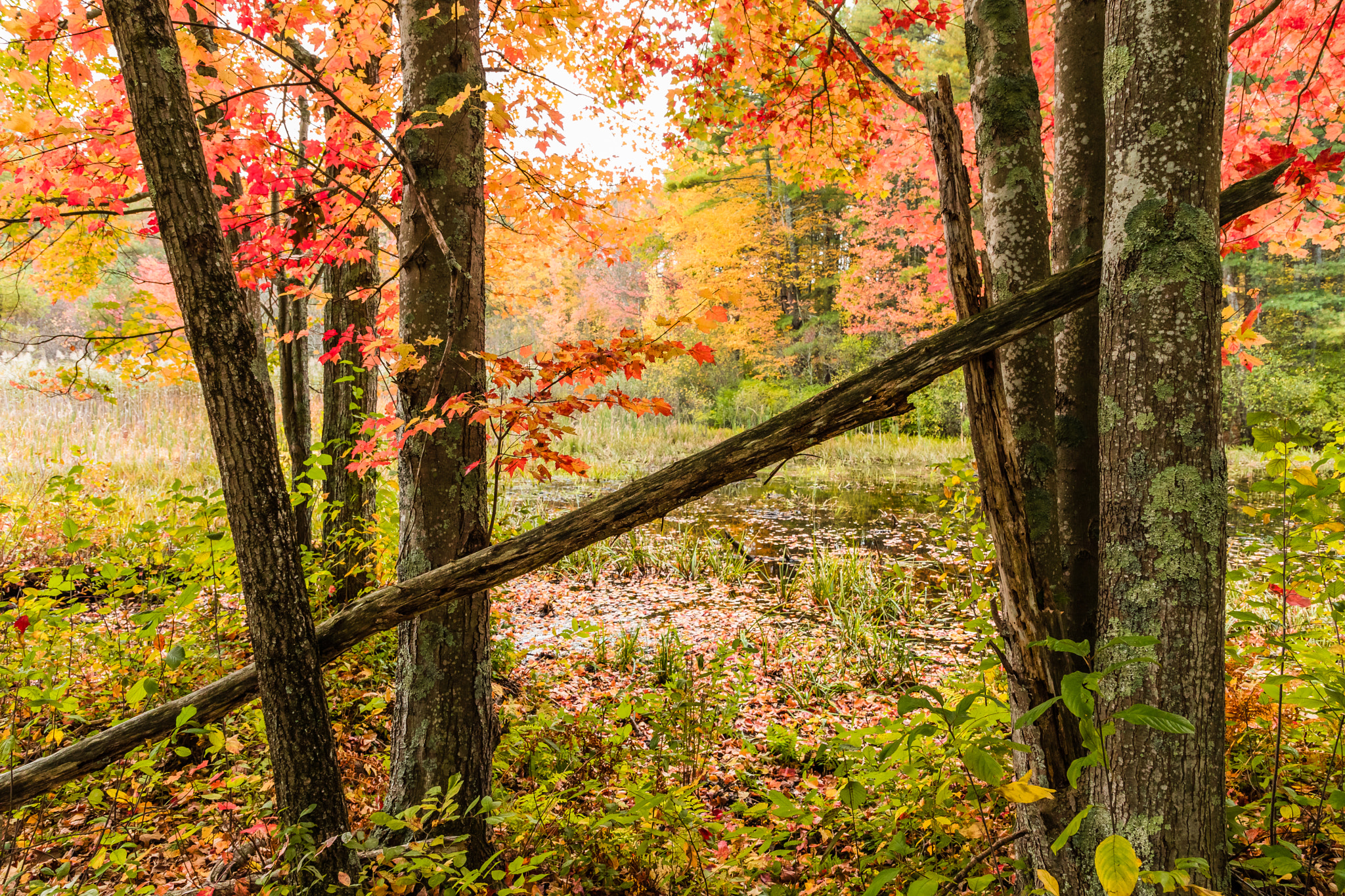 NH-HAMPTON FALLS