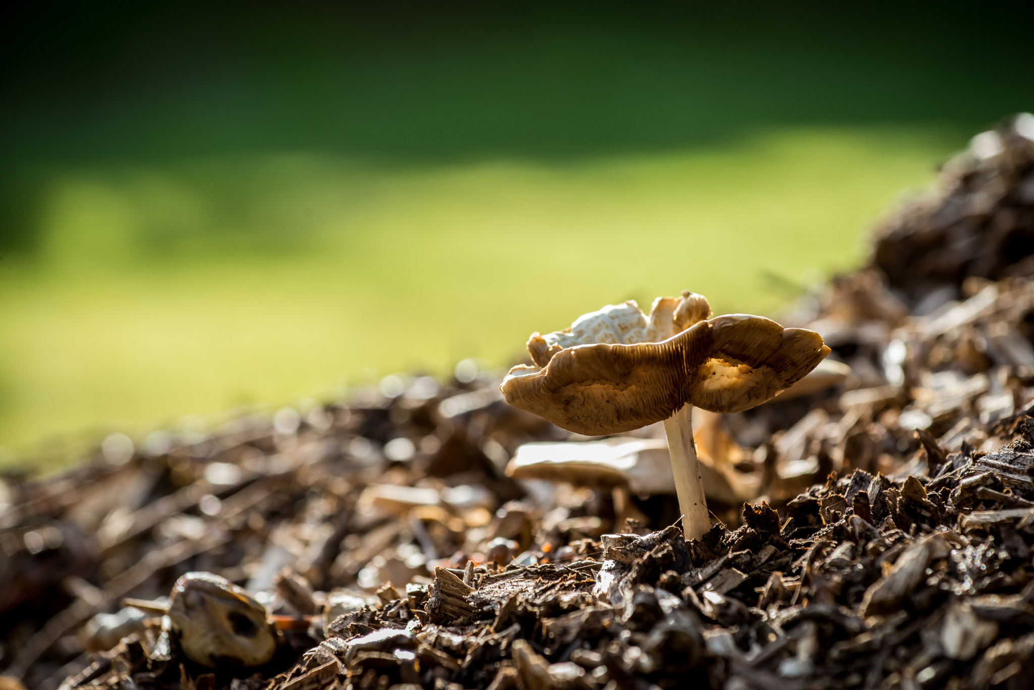 Mushroom
