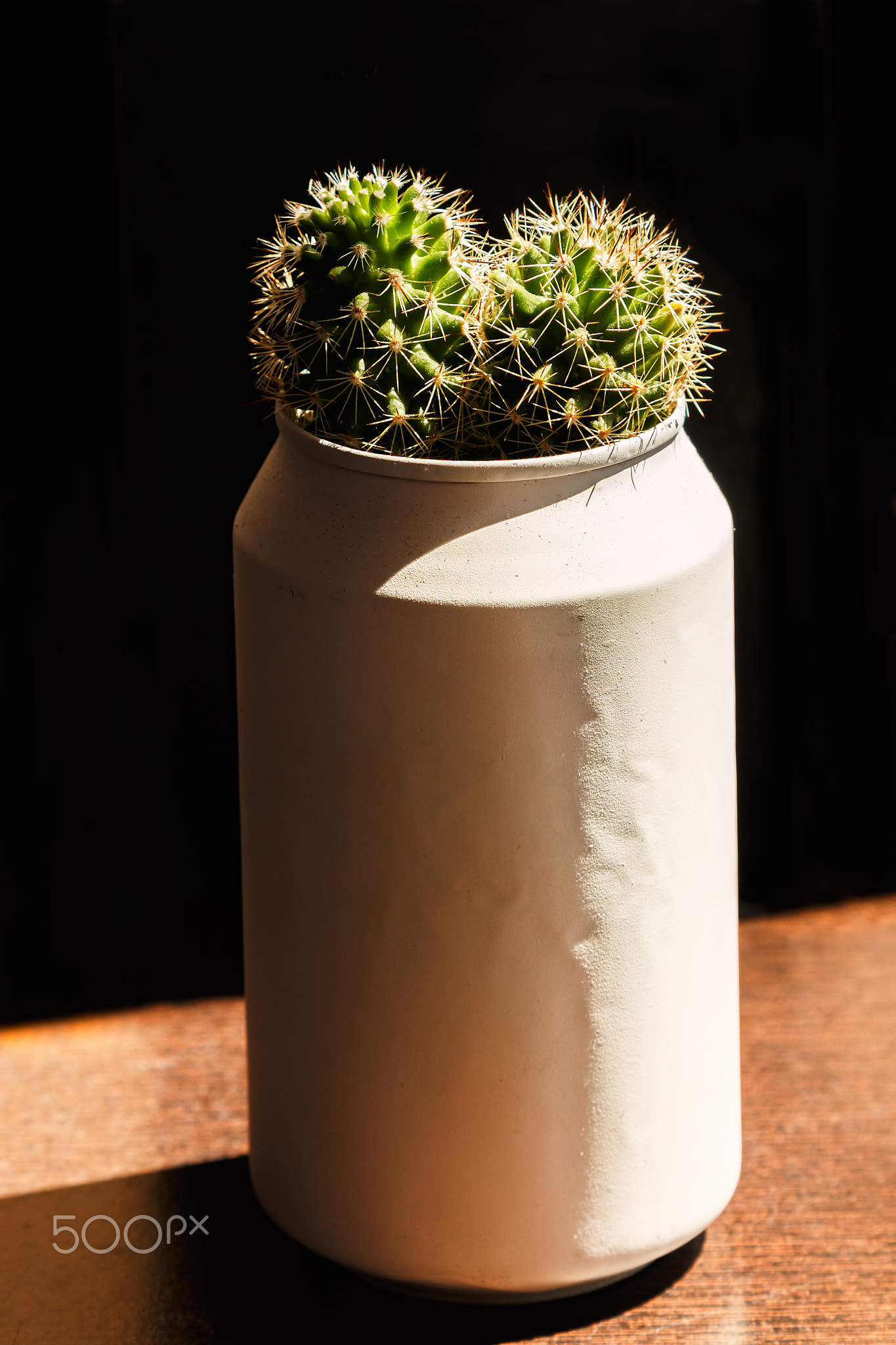 Cactus in a can.