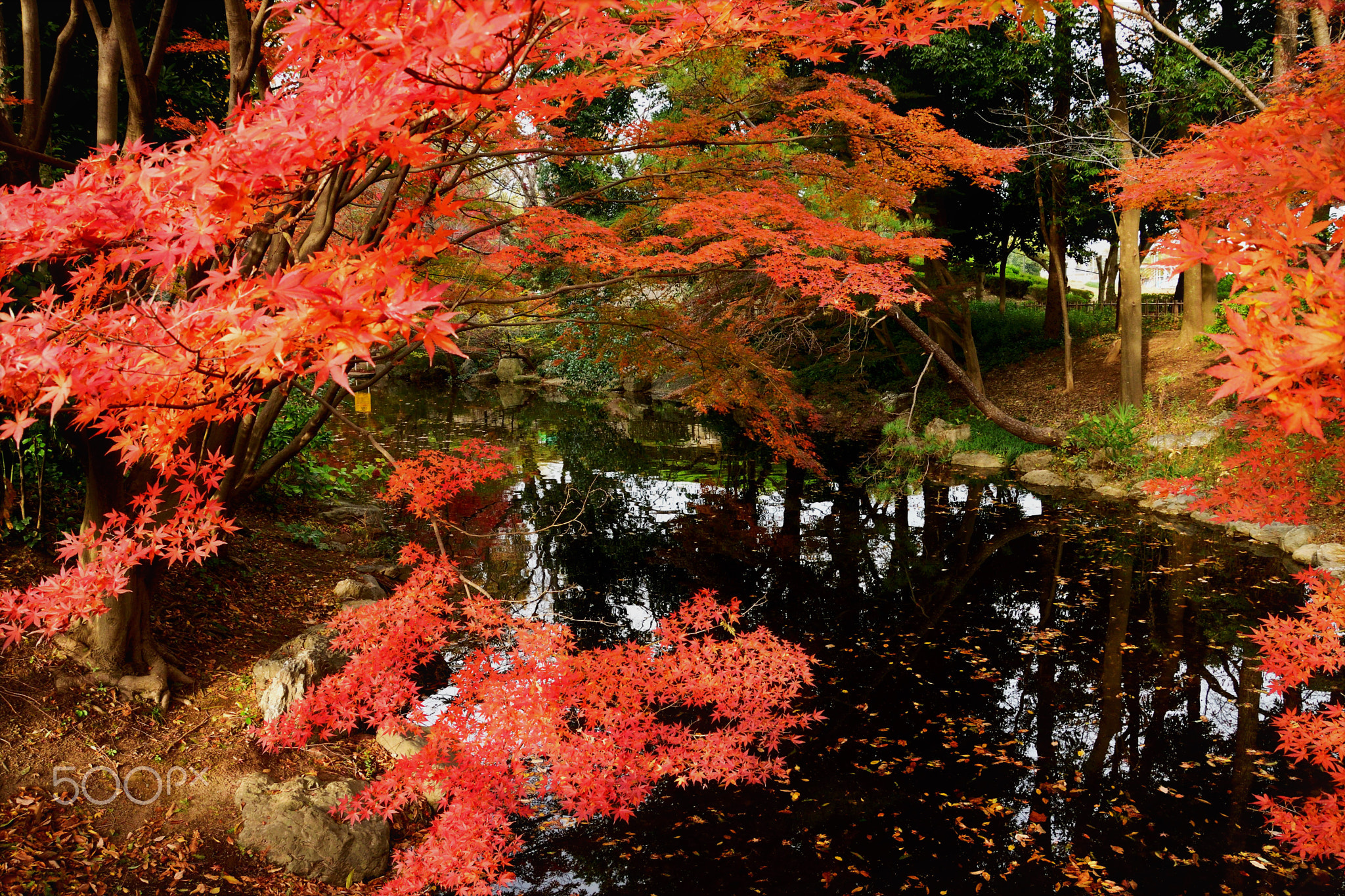 初冬を告げる紅葉