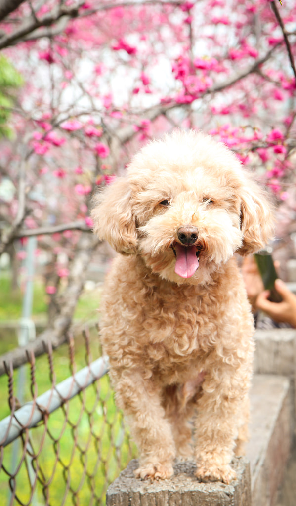 Poodle and Sakura by YunChi Lu on 500px.com