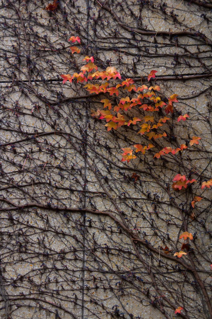 Les flammes (the flames) de Christine Druesne sur 500px.com