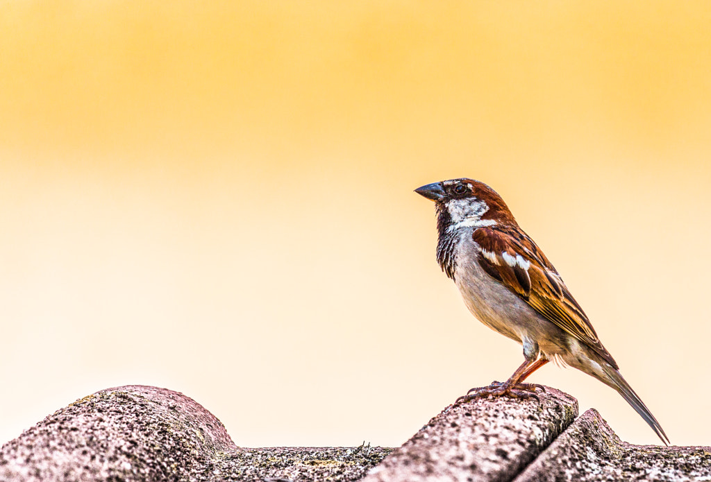 sparrow by Robert Olah on 500px.com