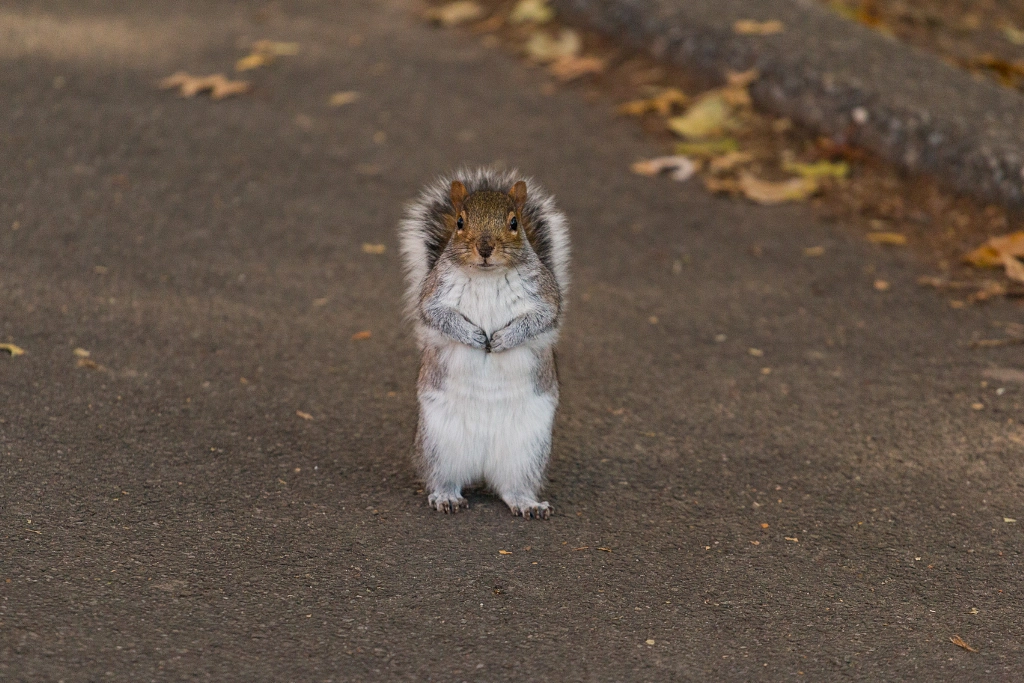 New York City Images