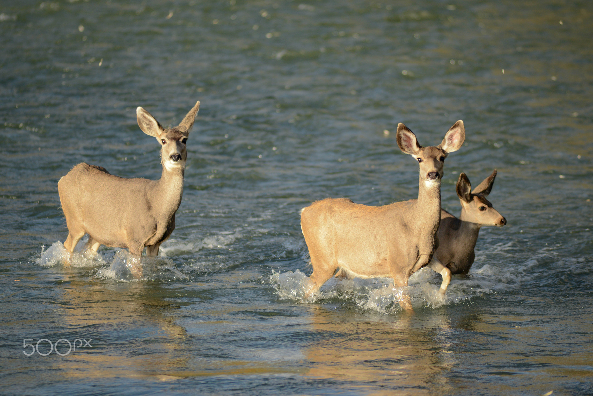 Crossing the river