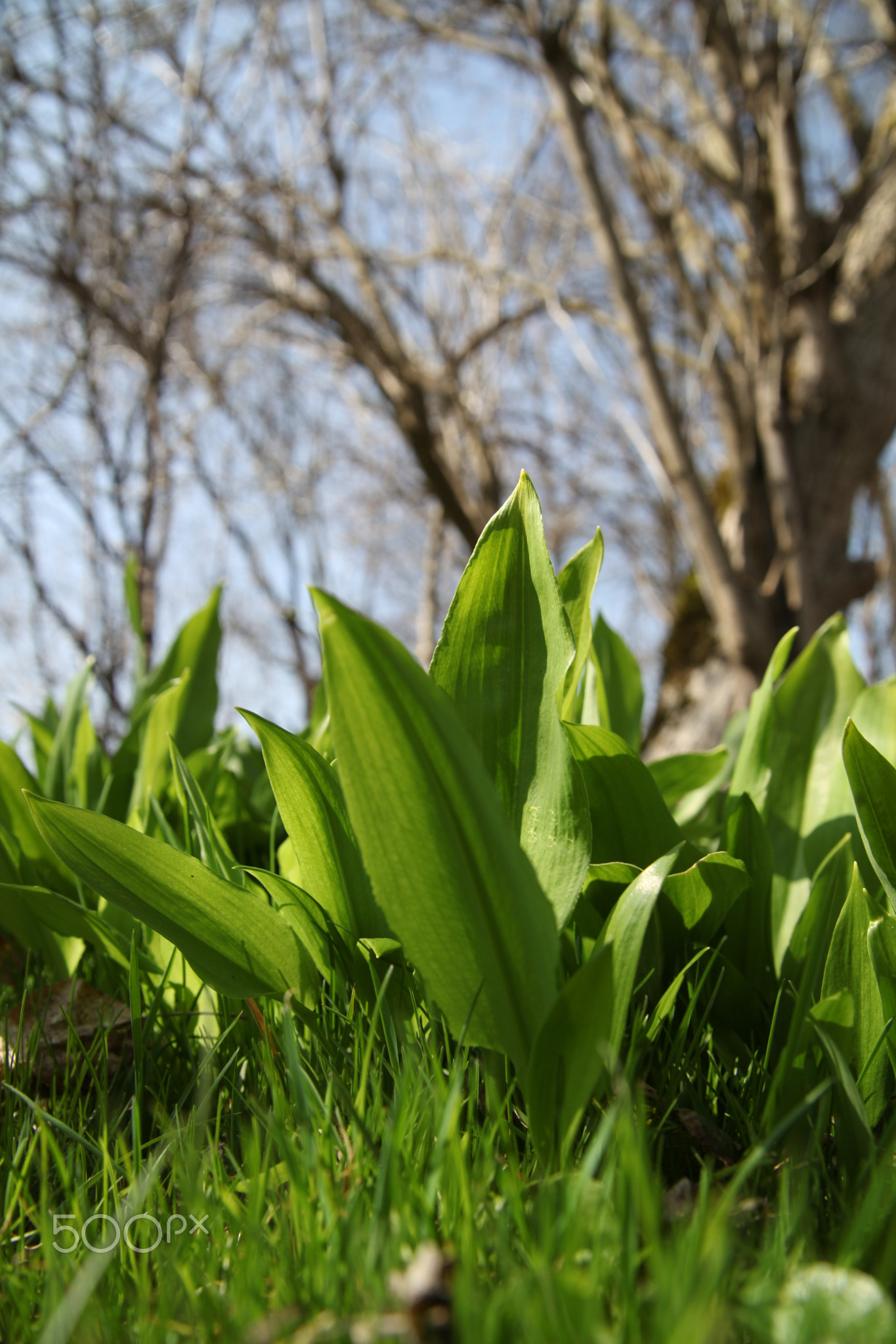 bear's garlic