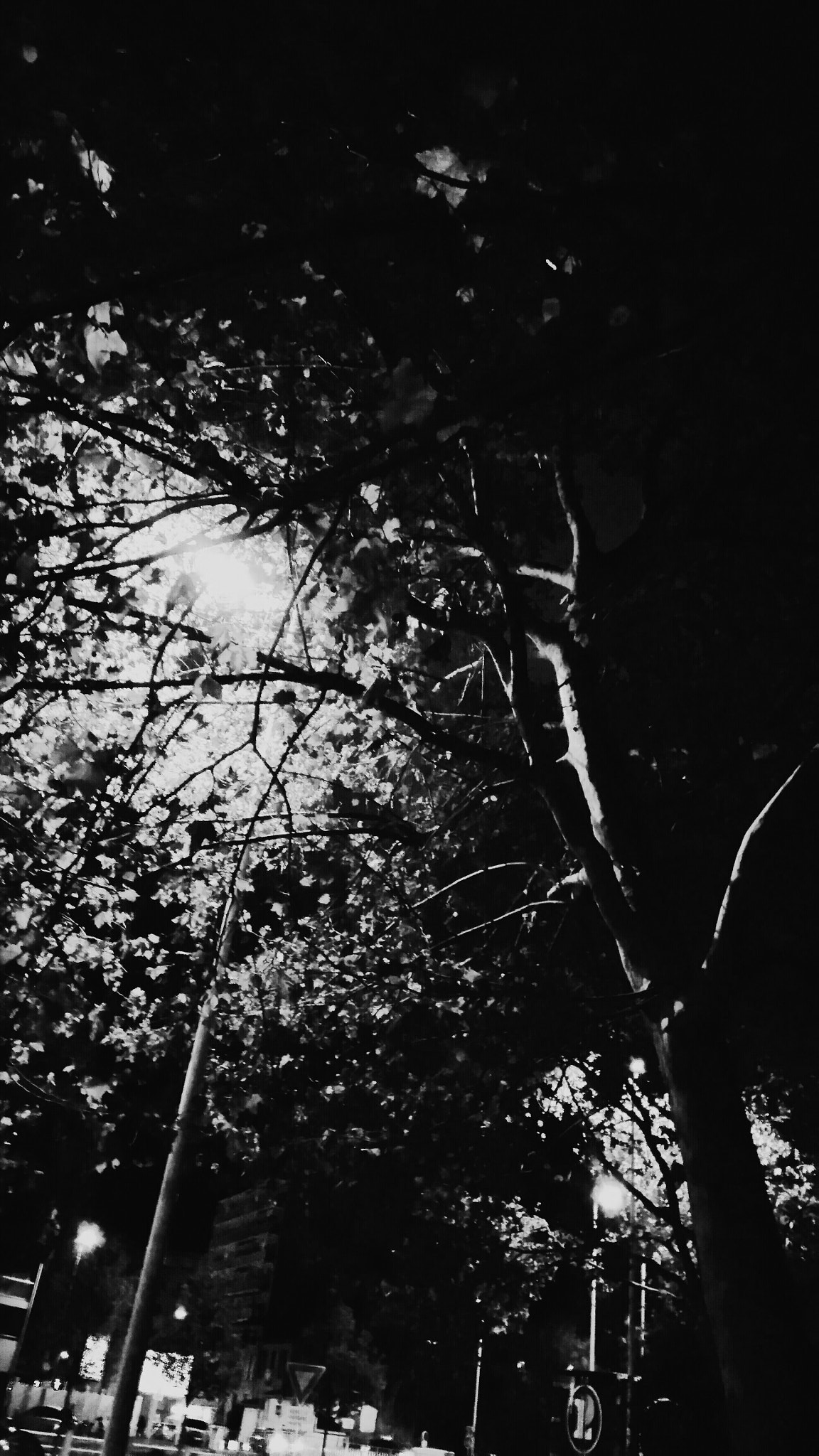 ASUS ZenFone 3 Max (ZC553KL) sample photo. Urbain tree by night photography