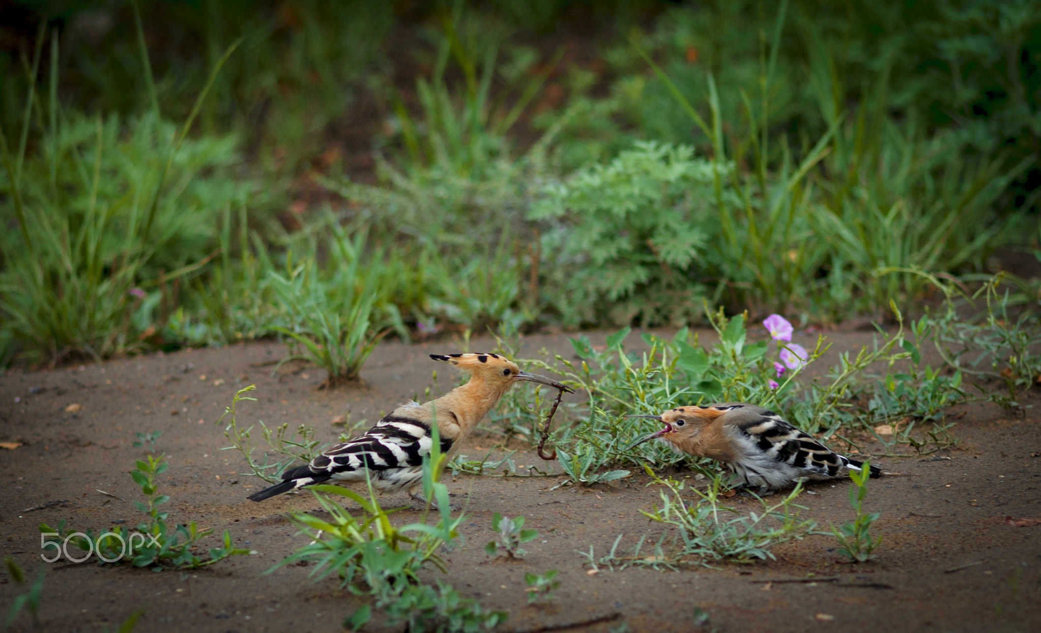 哺育