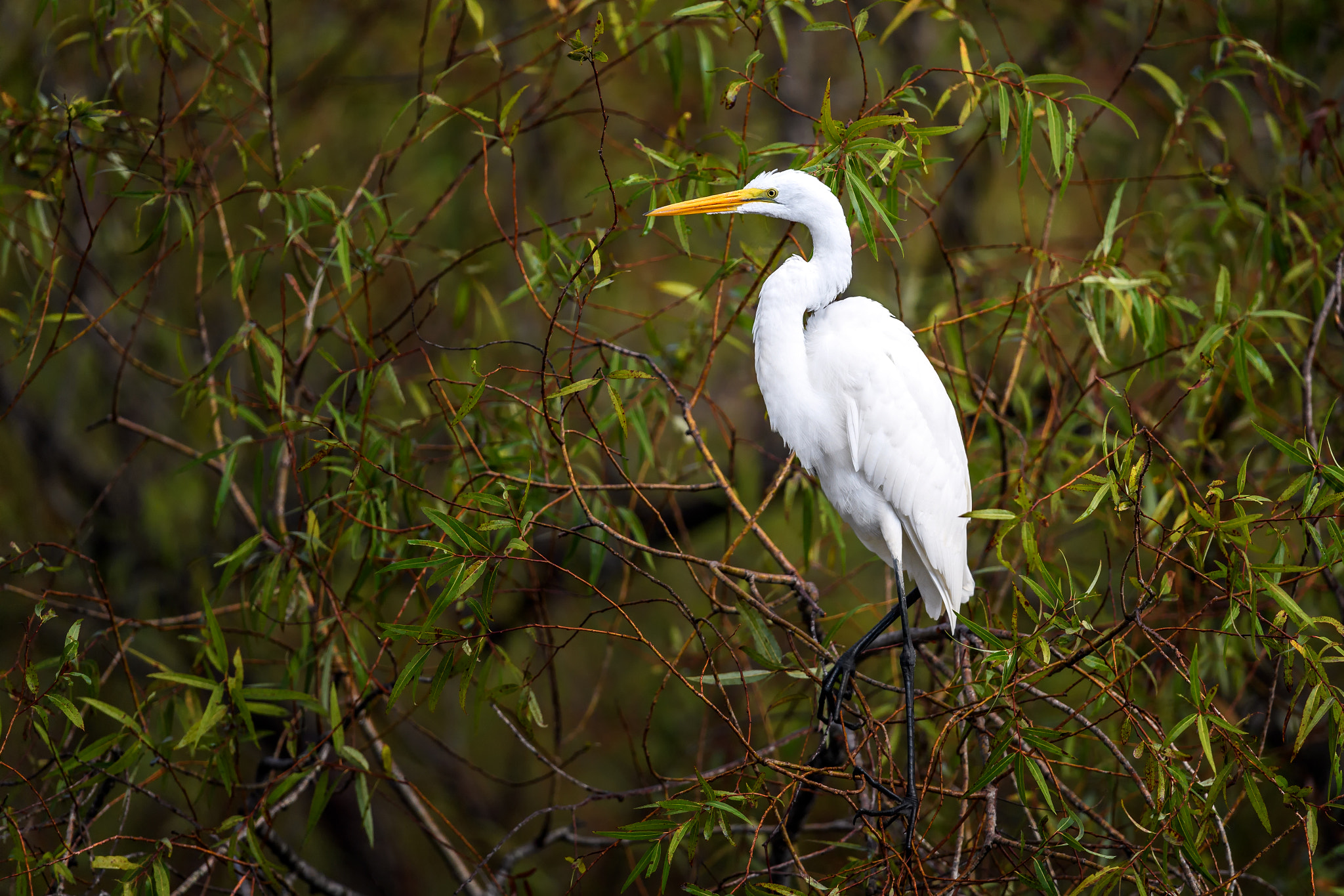 Great egret (Ardea alba) in the brush at Babcock Wildlife Manage