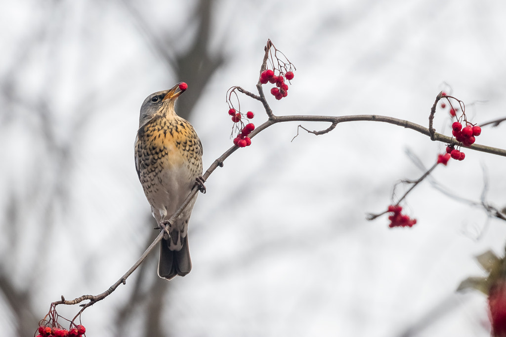 Fieldfare by Andrey Kuzmin on 500px.com