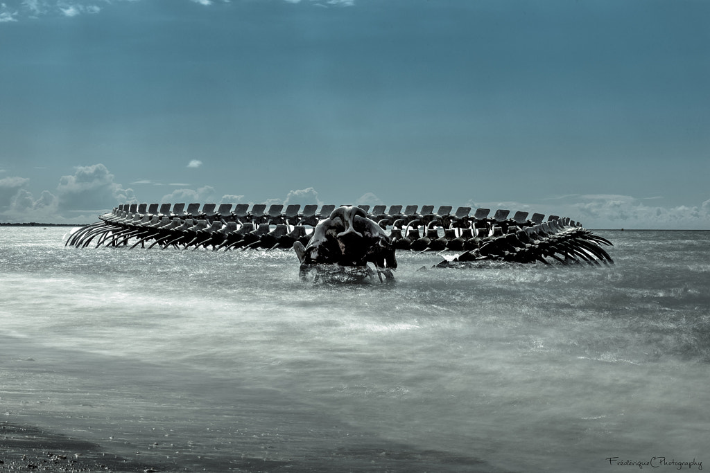 Have You Ever Seen A Giant Serpent Washed Ashore?