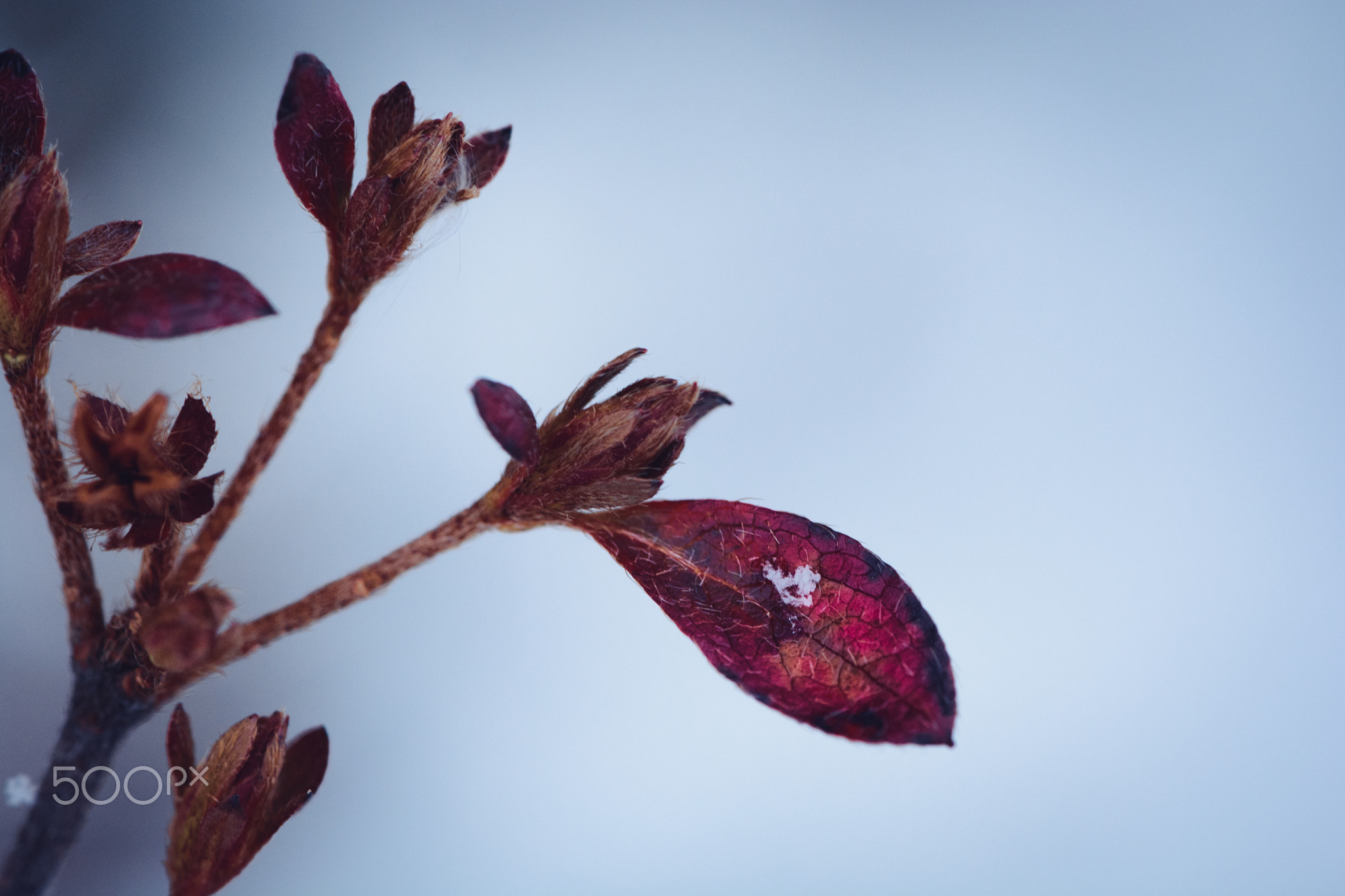 冬が始まる、躊躇しながら // the winter beginning.