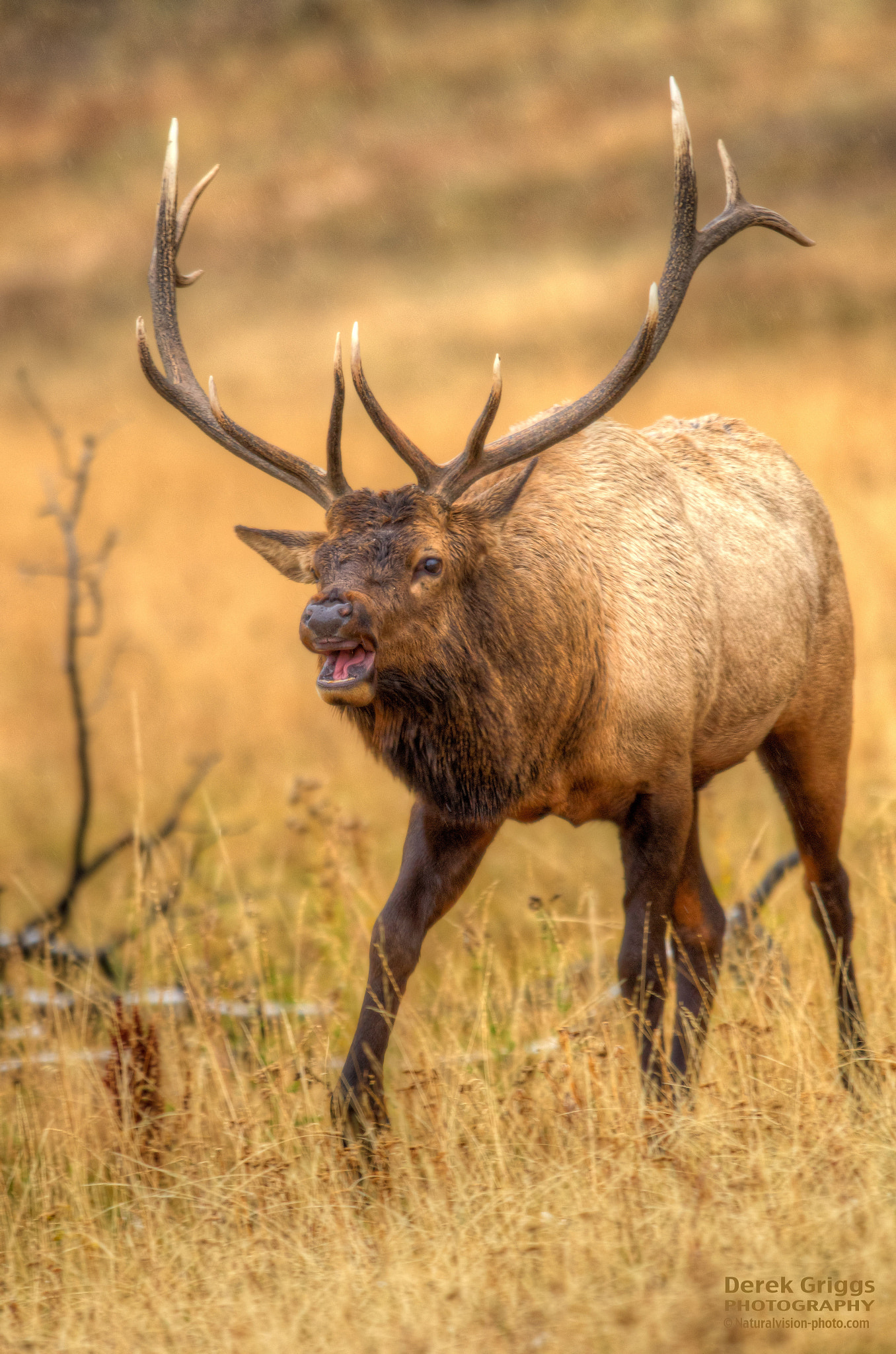 Yellowstone Bull Elk