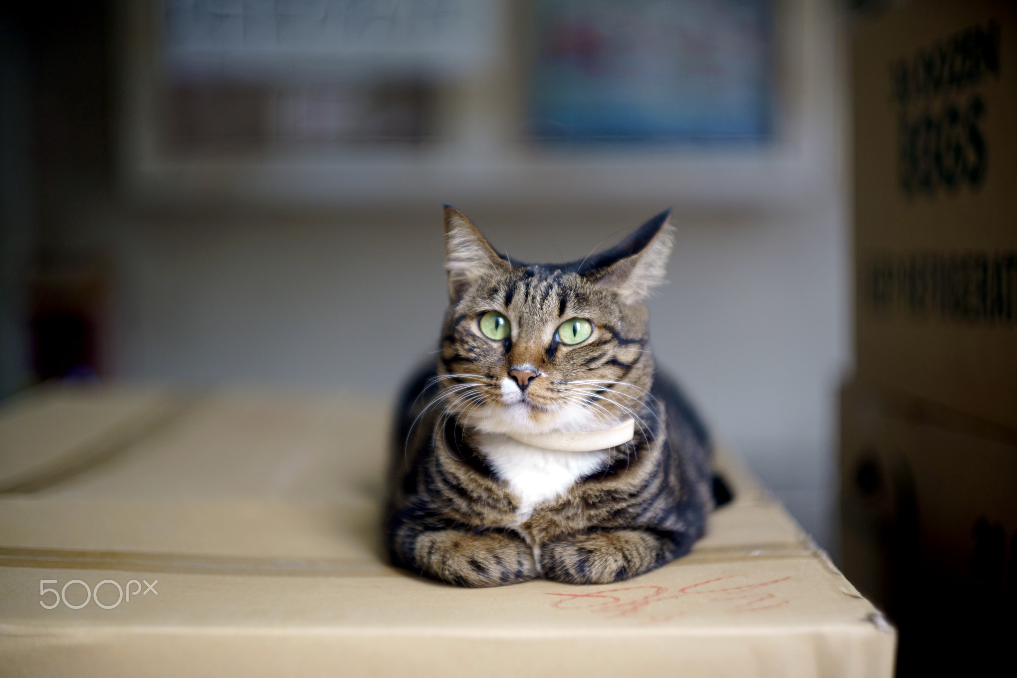 Funny Cat