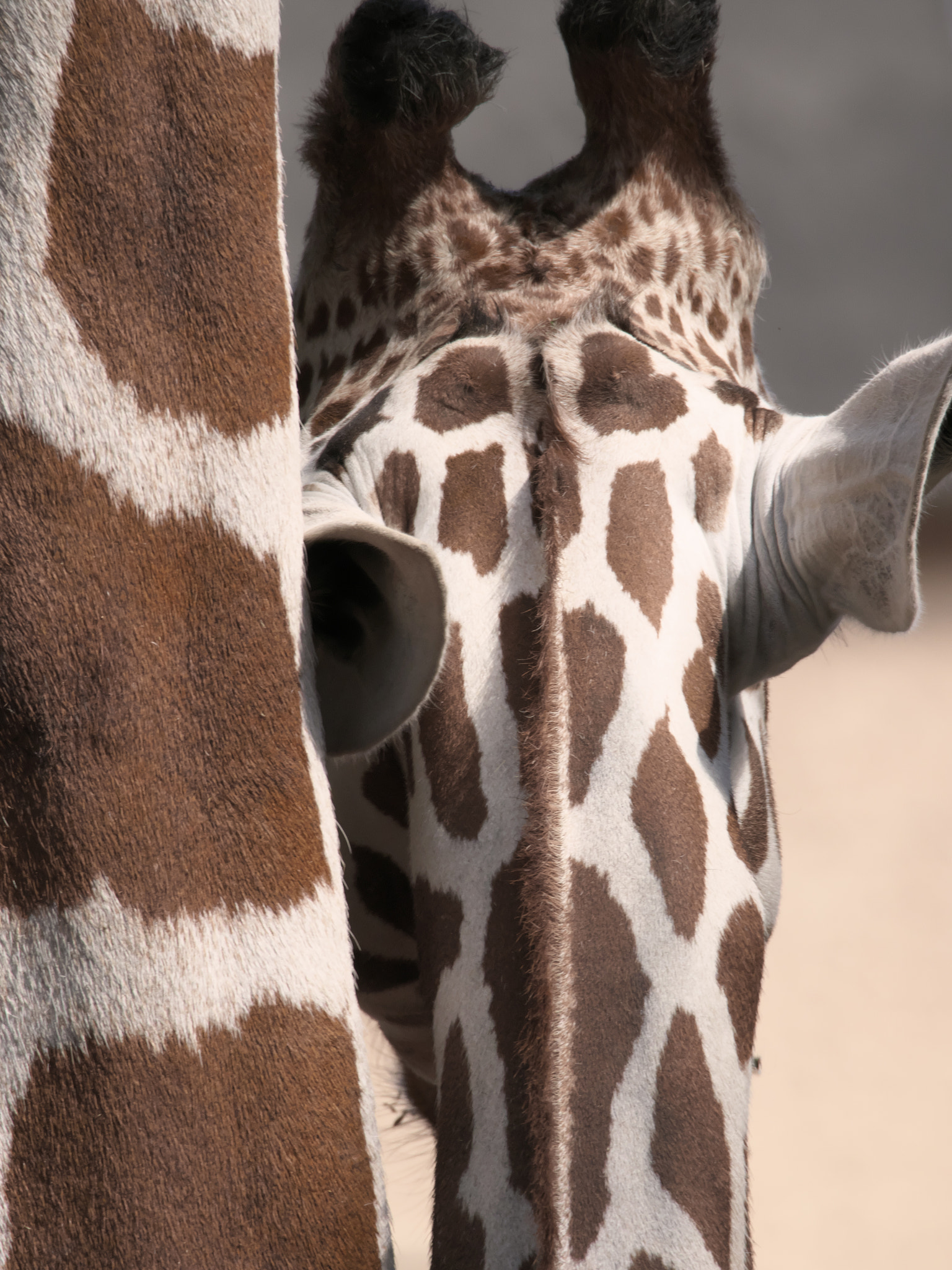 Parent and child of giraffe