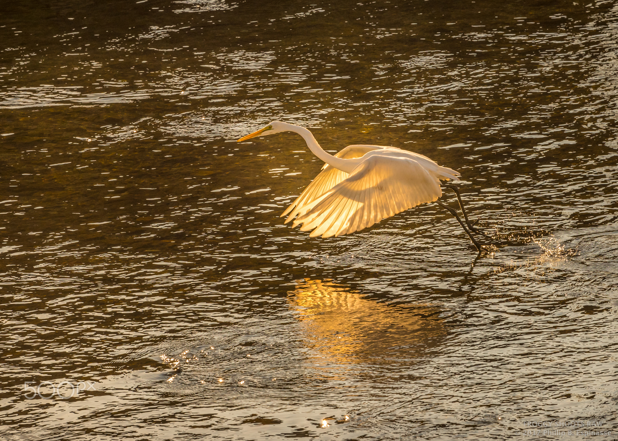 Kyoto's Great Egret lands in Kamo river
