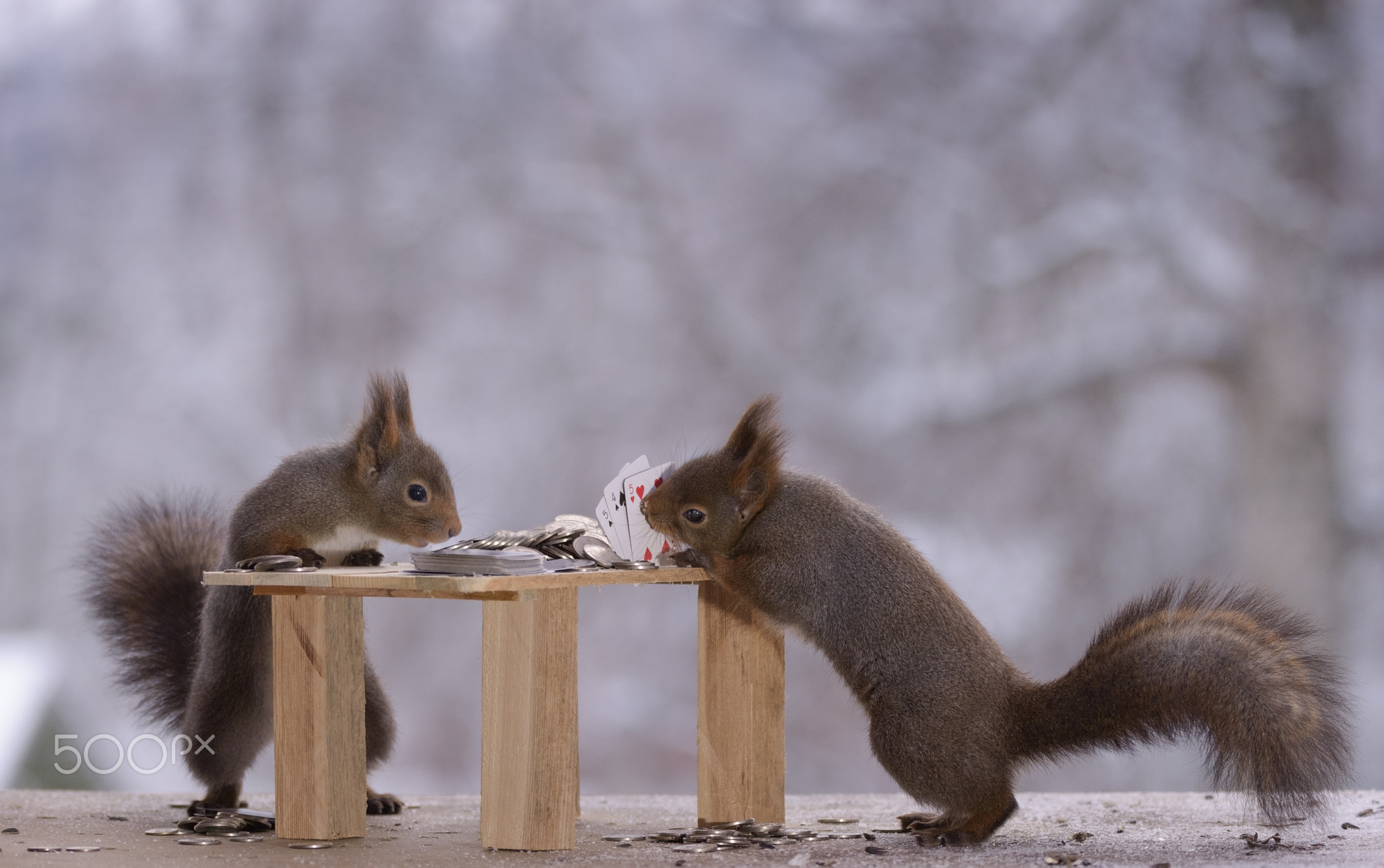 squirrels with table and Playing Cards