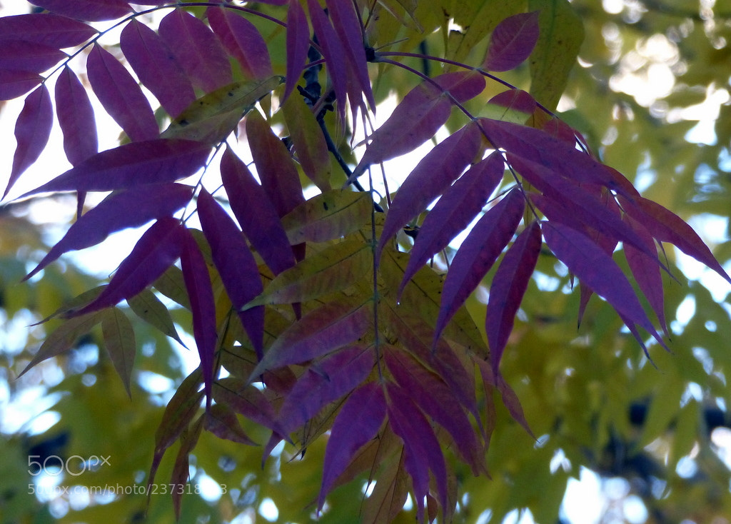 Panasonic Lumix DMC-FZ200 sample photo. P photography