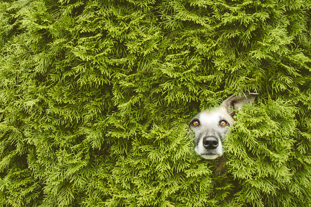 HedgeTroll by Elke Vogelsang on 500px.com