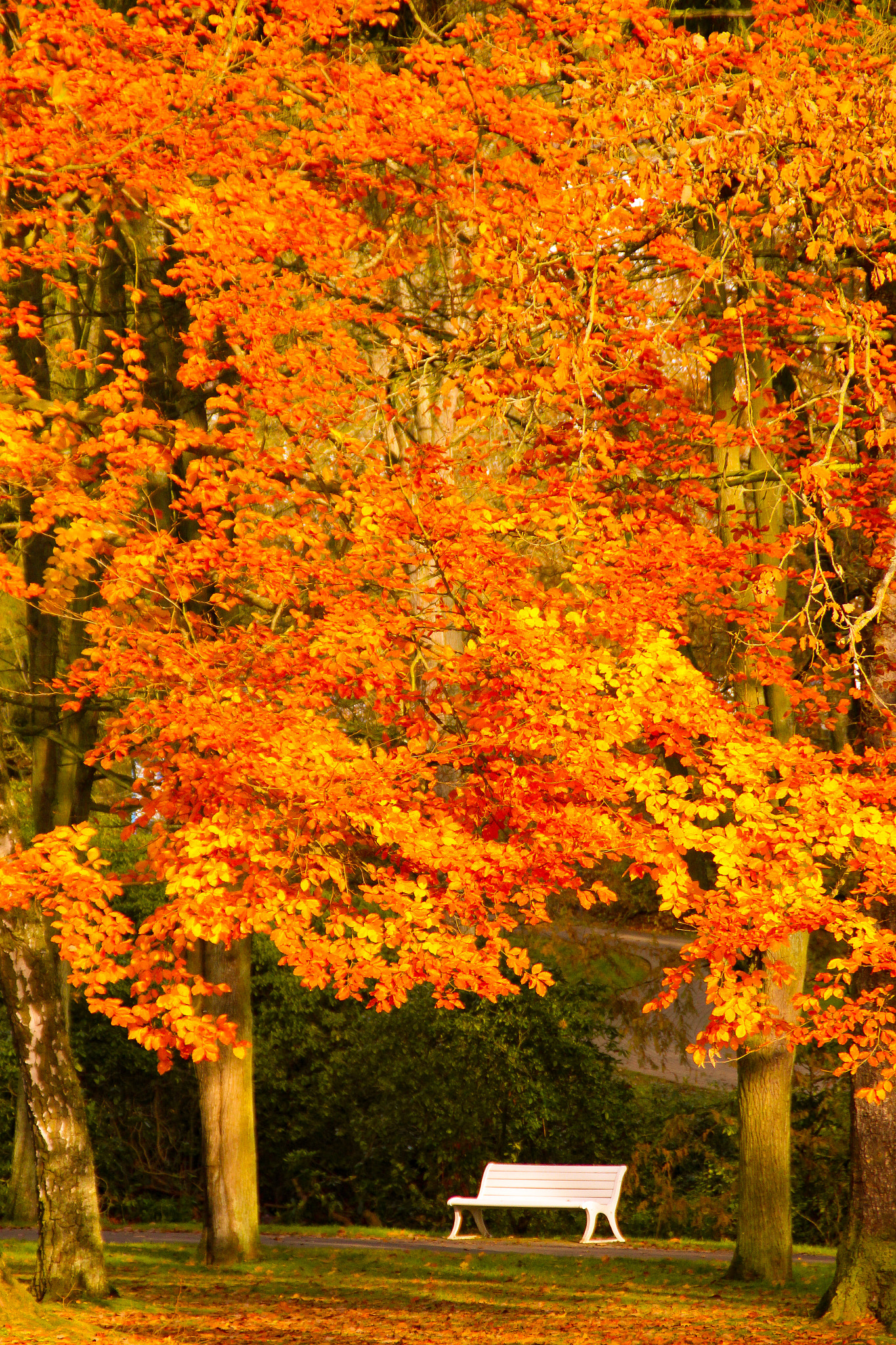 Park bench in autumn