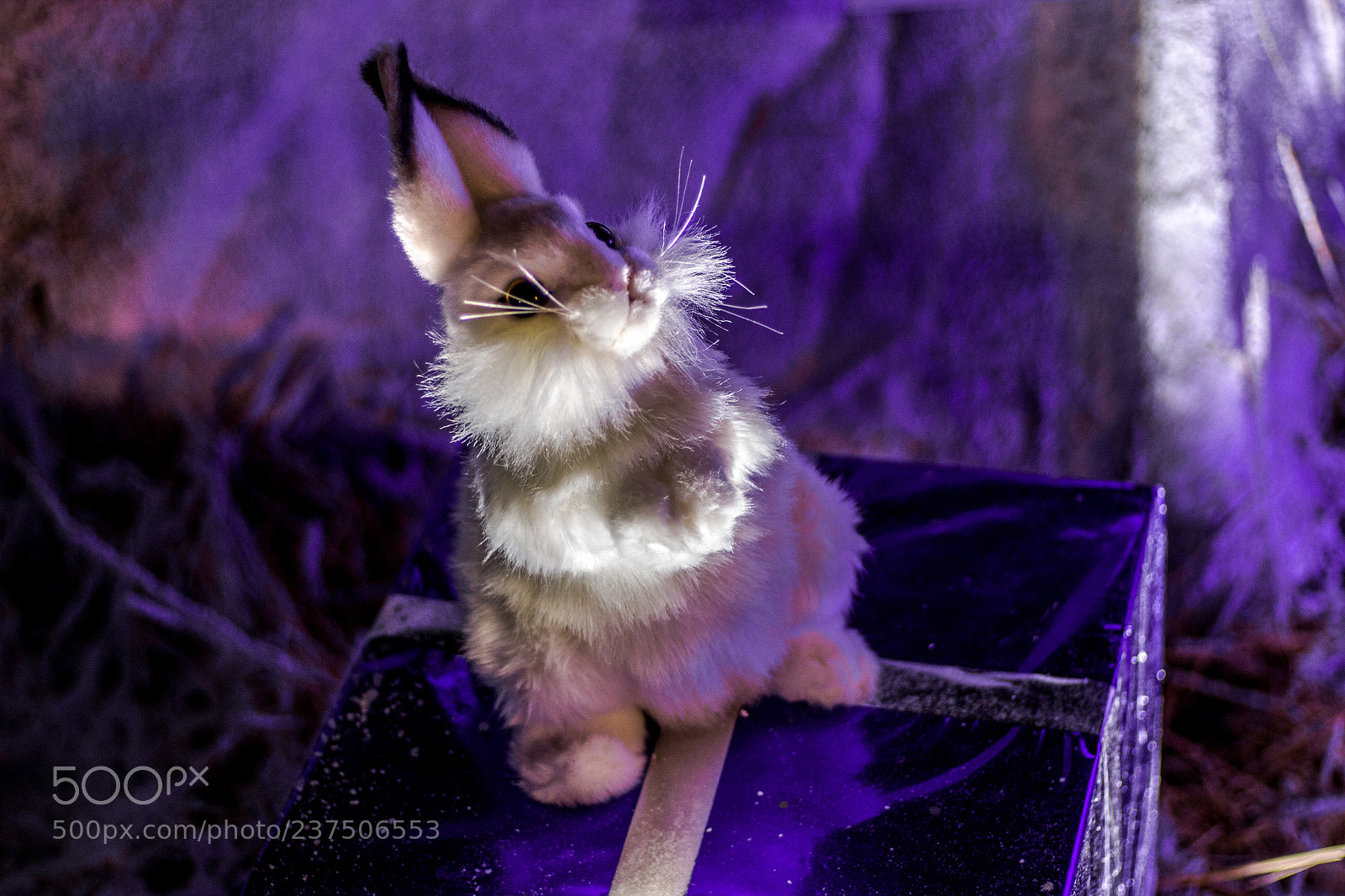 Canon EOS 700D (EOS Rebel T5i / EOS Kiss X7i) sample photo. Lapin de noel photography