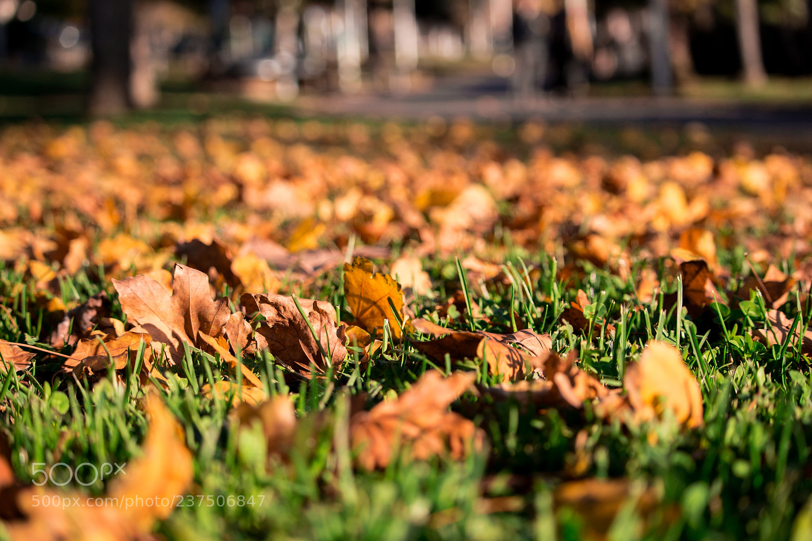 Canon EOS 700D (EOS Rebel T5i / EOS Kiss X7i) sample photo. Feuilles d'automne photography